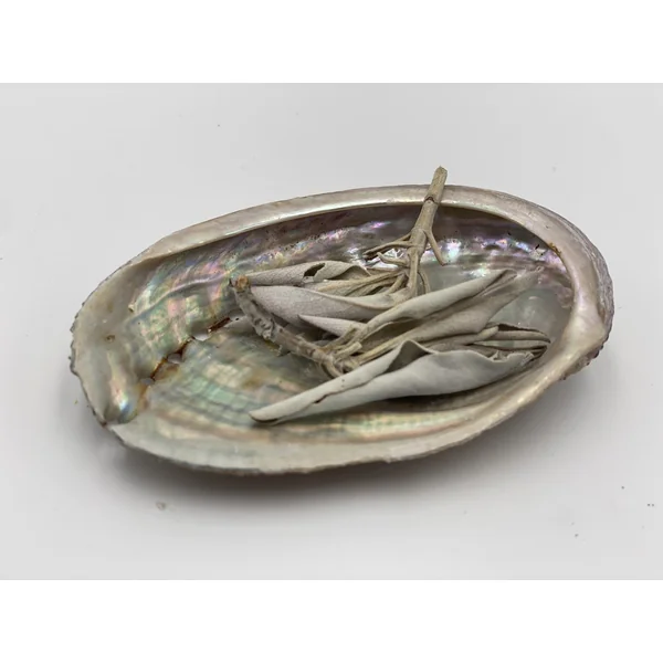 Abalone Coquillage d'Ormeau
