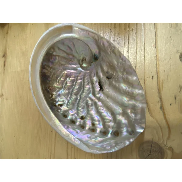 Abalone Coquillage d'Ormeau
