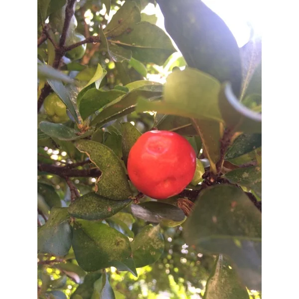 Acerola Plus 500 Le Toucan (Comprimés)