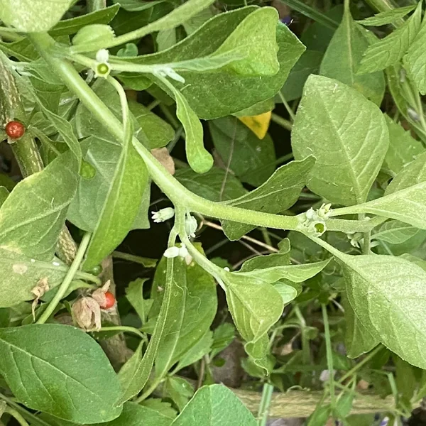 Ashwagandha BIO (Ginseng Indien) (Gélules)
