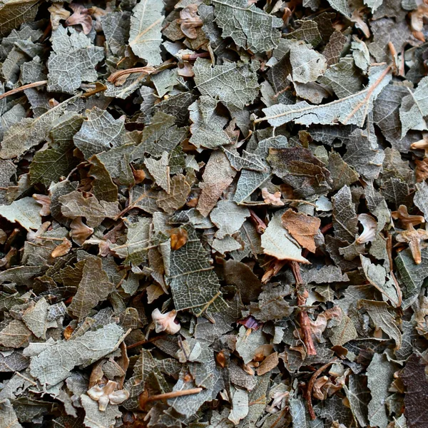 Bouleau feuille (Tisane en vrac)