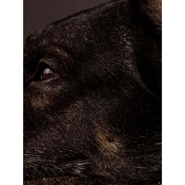 Brutus