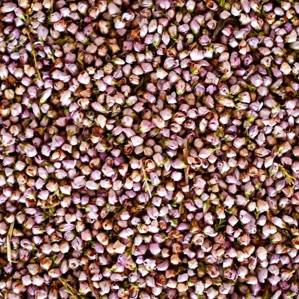 Bruyère Callune fleurs BIO (Tisane en vrac)