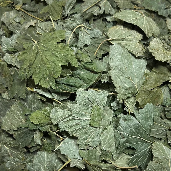 CASSIS feuilles BIO (Tisane en vrac)
