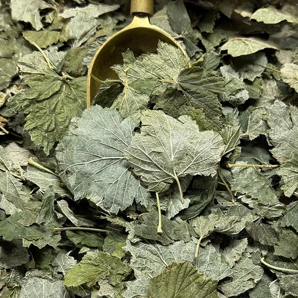 CASSIS feuilles BIO (Tisane en vrac)