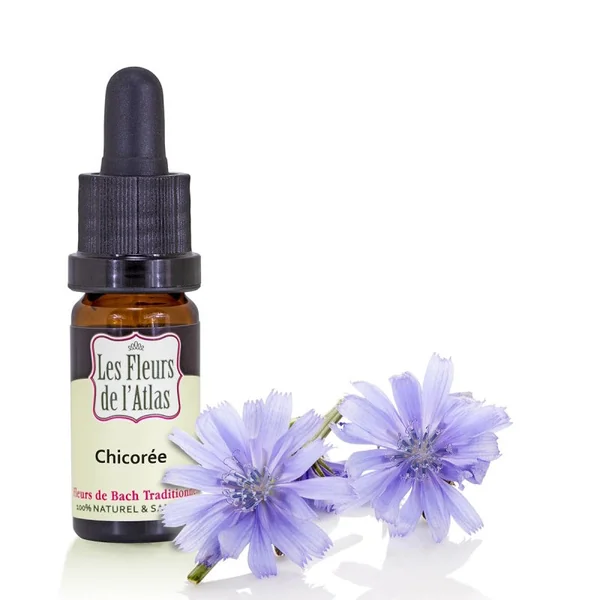 Chicorée Chicory Fleur de l'Atlas