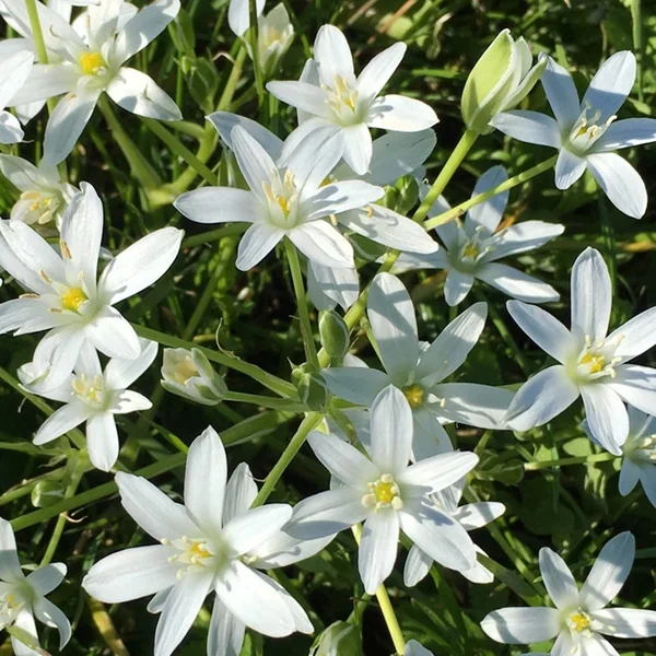 Dame-d'onze-heure - Star of Bethlehem N°29