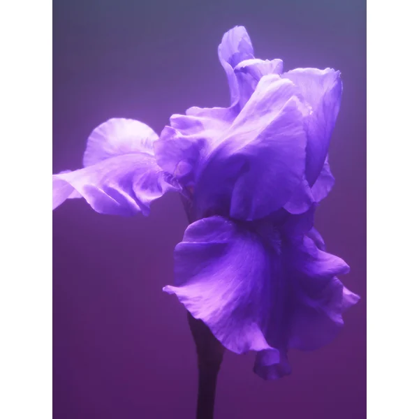 Gris Charnel Hair Perfume