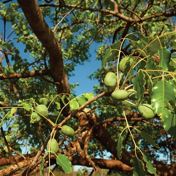 Huile de Marula BIO