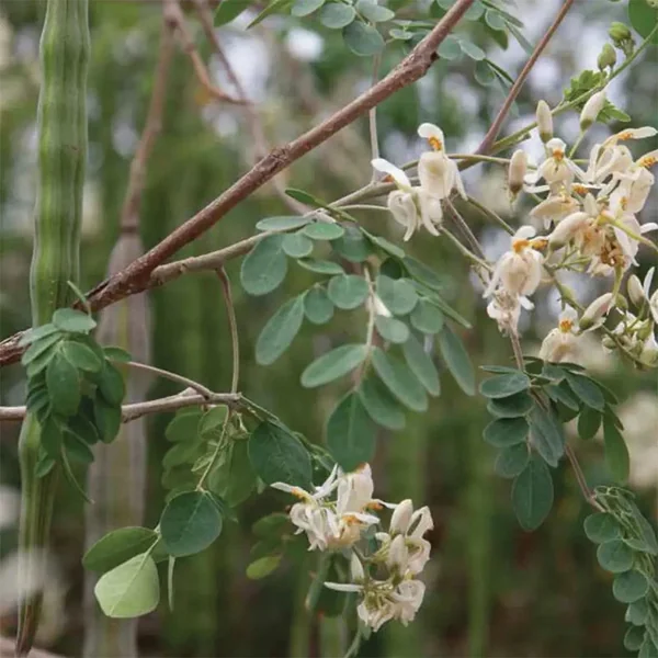 Huile de Moringa Oleifera BIO