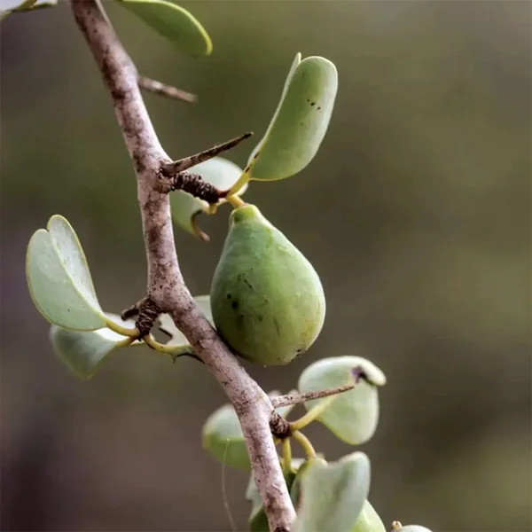 Huile de Ximénia BIO