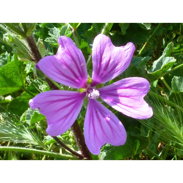 Mauve fleurs (Tisane en vrac)