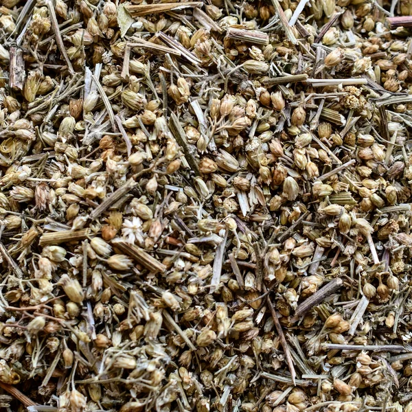 Millefeuille (Achillée) (Tisane en vrac)