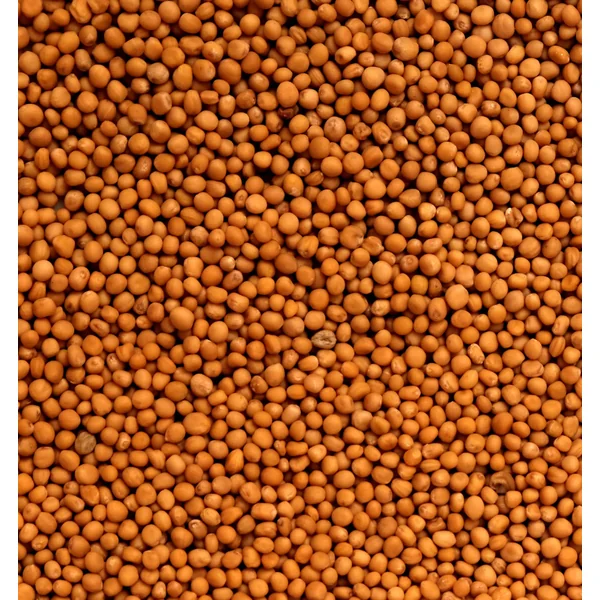 Moutarde blonde (Graines)