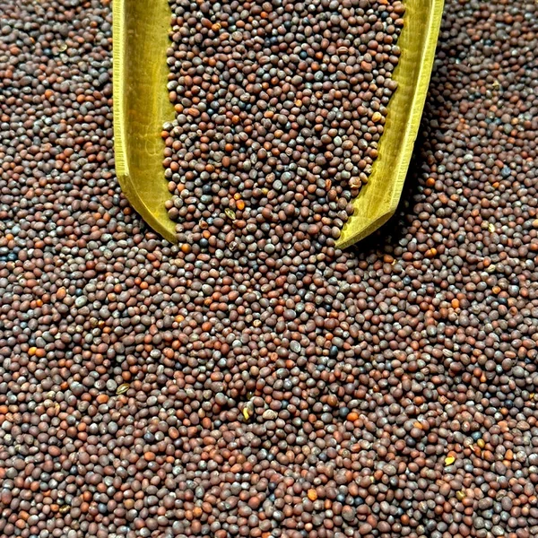 Moutarde brune (Graines)