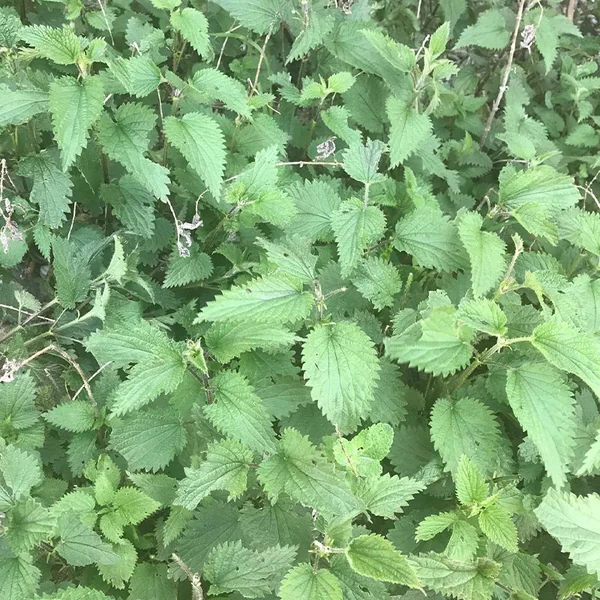 Ortie piquante (Poudre)