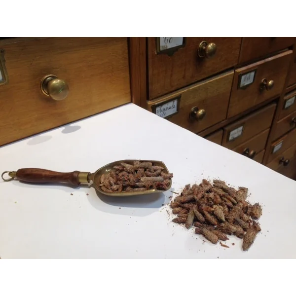 Pin Sylvestre bourgeons (Tisane en vrac)