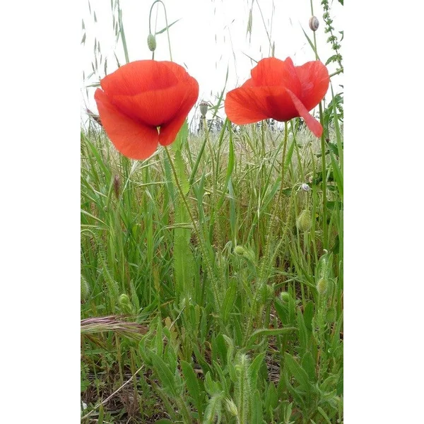 Sirop de Coquelicot de l'Étang de l'Or BIO - Sommeil