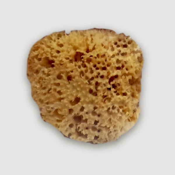 Éponge de mer naturelle